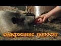 содержание поросят, корейские,   часть 1. выпуск 11., Шаповаловы