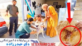 Dr Ashairi Healing A Wounded Dog By A Veterinarian