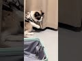 Kittens: Is it possible that I'm truly a genius! 🤪😆#LAUGHING #AMUSING  #HILARIOUS #citywalk #ai