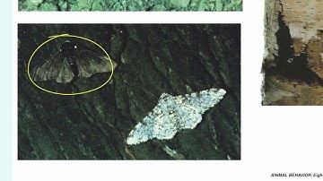 Video 5  Antipredator Adaptations I