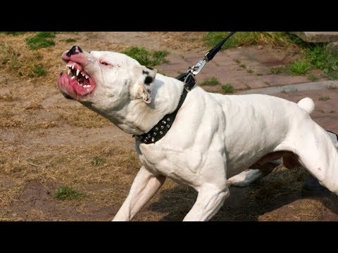 Dogue argentin attaque cané corso - YouTube