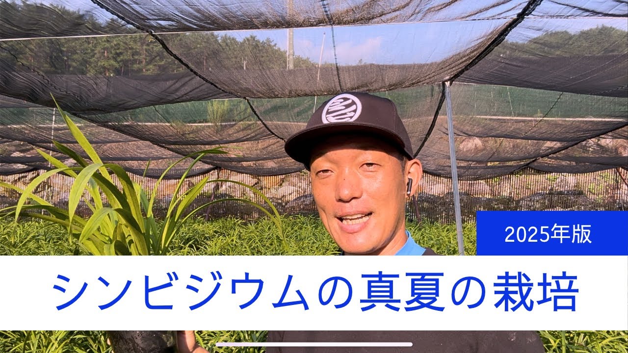 シンビジウムの真夏の栽培（2025年版）