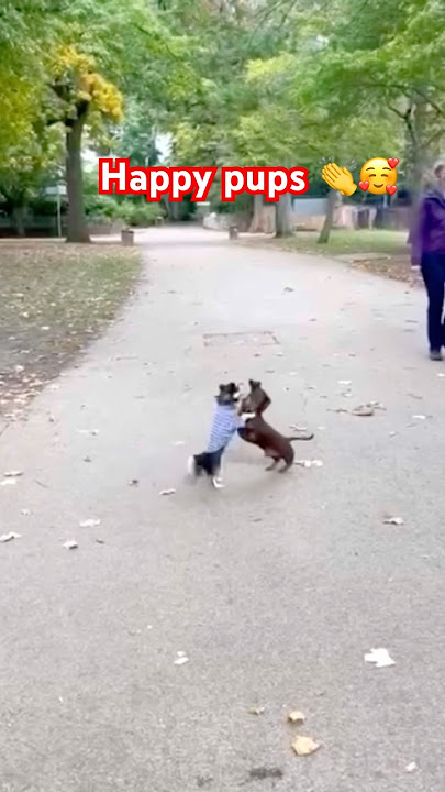 Cute dogs#puppy #doglife #puppy #viralshort #viralshort #pets #ytshorts #cute #cutedog #dog #animals
