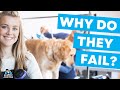 Why Do Dog Grooming Businesses Fail? | 7 Reasons to Watch Out For