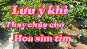 Lưu ý khi thay chất trồng thay chậu cho cây sim rừng, hoa sim tim