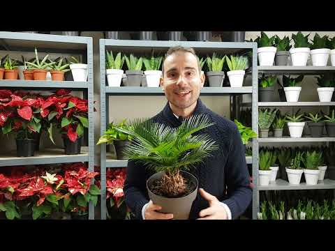Video: Información sobre el cuidado de las plantas de la palma de sagú