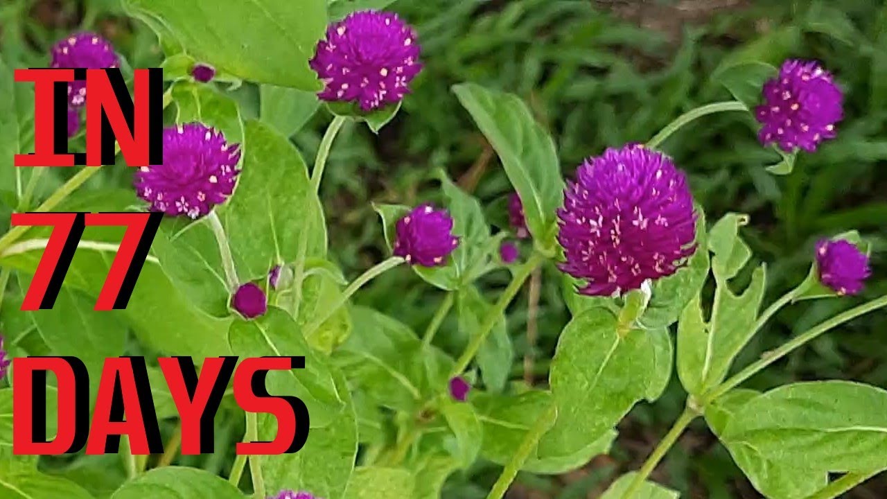 How to grow Globe Amaranth (Gomphrena Globosa) from seeds YouTube