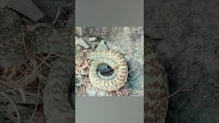 Arizona Rattlesnakes HIGHLIGHTS #reels