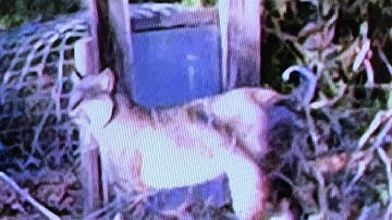 Bobcat in homemade trap, chicken eater