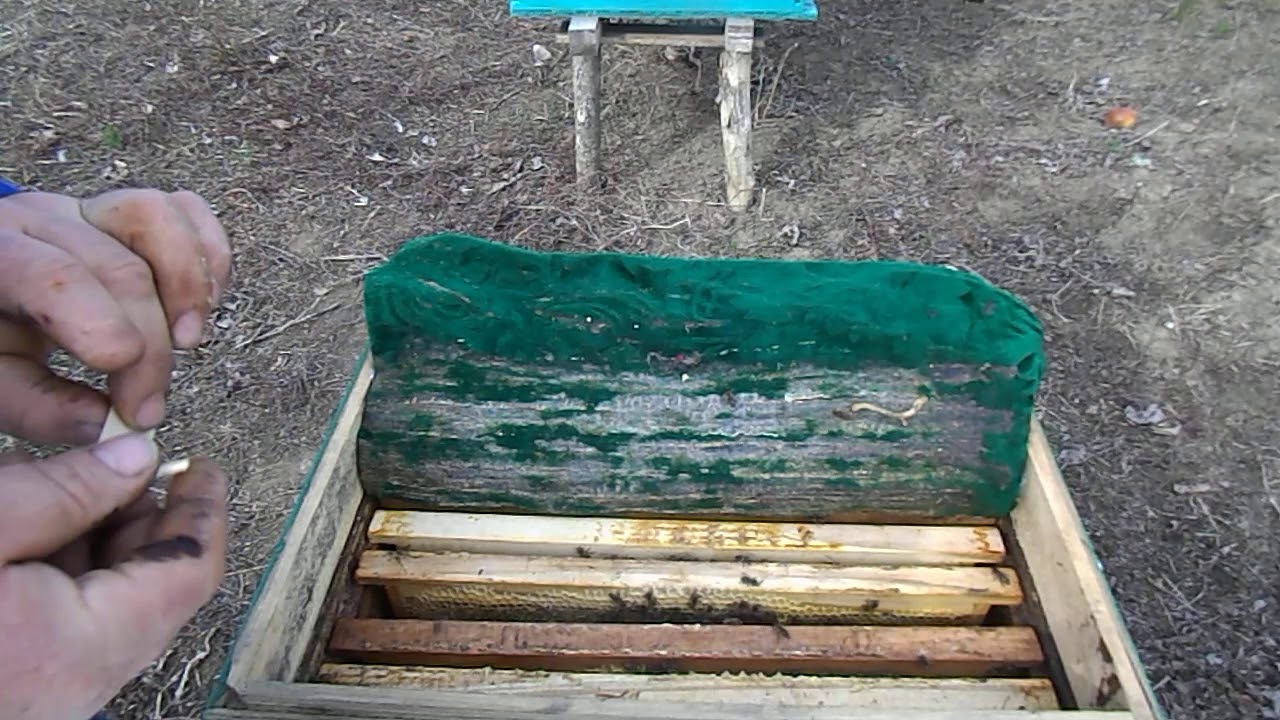 173.Eficiența lucrărilor de primăvară.Cât puiet a apărut din momentul restrângerii cuiburilor?