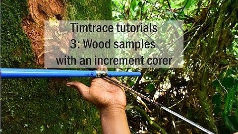 Timtrace tutorial 3 - Wood samples with an increment corer - light and medium density tree species