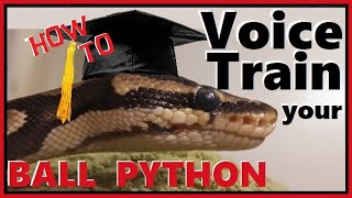 Ball Python Snake Intelligence   Verbal communication with your snake
