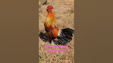 qaib qus zoo nkauj dib tuaj zoo heev