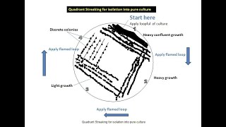 Famous Quadrant streak technique for isolation into pure culture Wealth