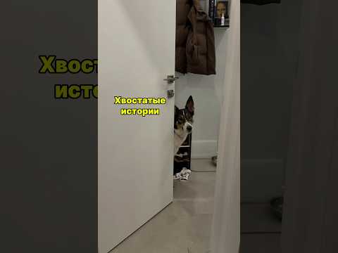 🐶Хвостатые истории #собака #животные #собакадруг #метис #dog #doglife #dogshorts #animals #dogs