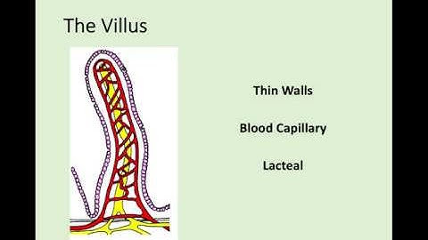 N5 Biology - 2.7 Absorption of Materials