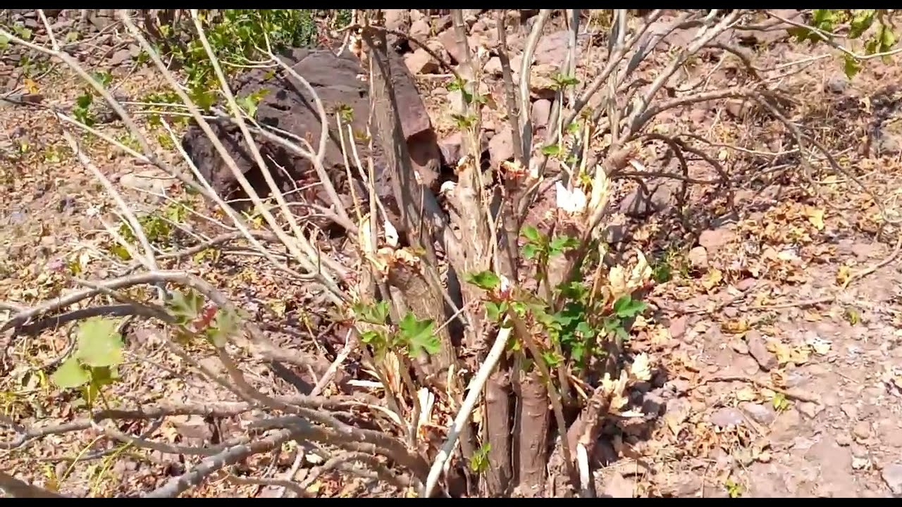 ዘይተጠቐምናሉ ሽሻይ!