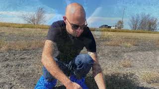 Glyphosate Resistant Kochia Testing