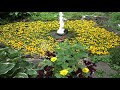 太陽のかけらが水面に落ちている ヒマワリ くじゅー花公園 花の泉