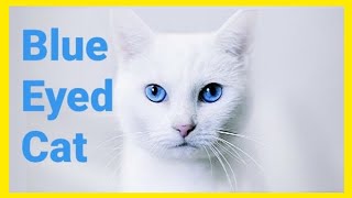 BLUE EYED CAT - CATS WITH BLUE EYES - BLUE EYED PUSSY COMPILATION - MAVİ GÖZLÜ KEDİLER - 蓝眼睛的猫 by Fifty Shades of Cats 12,190 views 4 years ago 5 minutes, 38 seconds