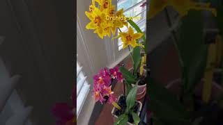 Orchids lover #growing orchids are so much #hawaii # #orchidbloom #foryou