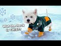 Do westies like snow my dog reacts to snow for the first time  vlog