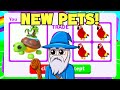 Trading New ISLAND TURTLE PET (Roblox Adopt me)