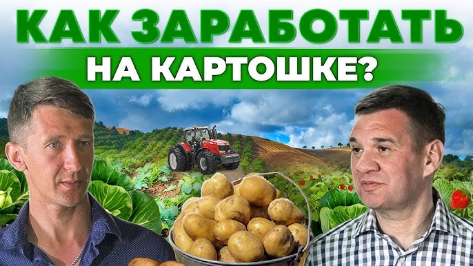 Секреты успешного бизнеса с картошкой: опыт Андрея Даниленко