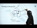 Histology of Human Gut and Stomach | NEET - Human Physiology | Ritu Rattewal