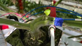 Plant as a sensor