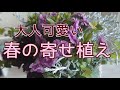 オシャレな[寄せ植え]大人可愛いカリブラコアを使った春の寄せ植えです！