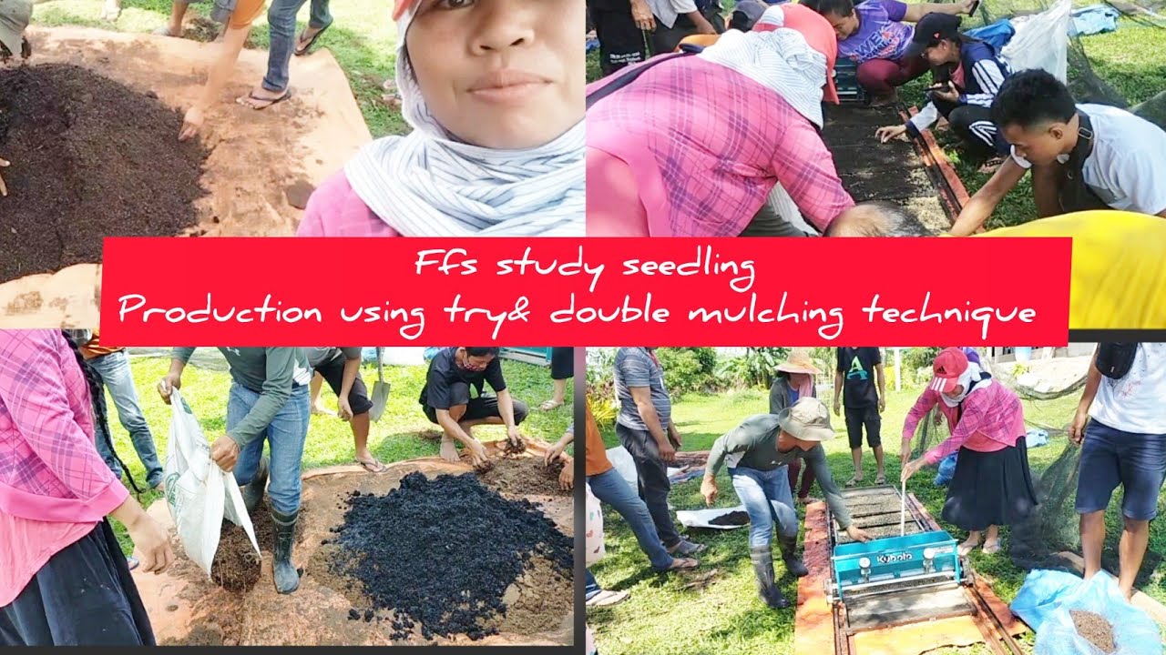 Our FFS study: Rice Seedling Productions . seedling tray & double ...