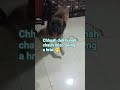 Tago Luhlula Dog Funny 