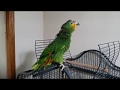 Gabby orange winged  Amazon Parrot talking and having fun