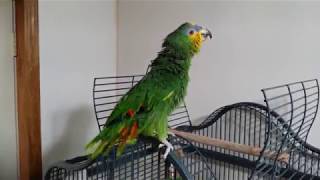 Gabby orange winged  Amazon Parrot talking and having fun