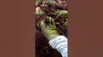 Short #172- Always check your hole.  Metal Detecting with the Nokta Makro Simplex.   #metaldetecting