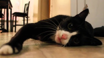 My cat is addicted to catnip... (1080p HD)