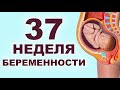 Что происходит с ребенком и мамой на 37 неделе беременности?