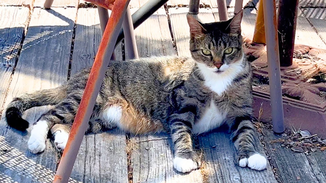 Cats are a sign that there's a chance for healing