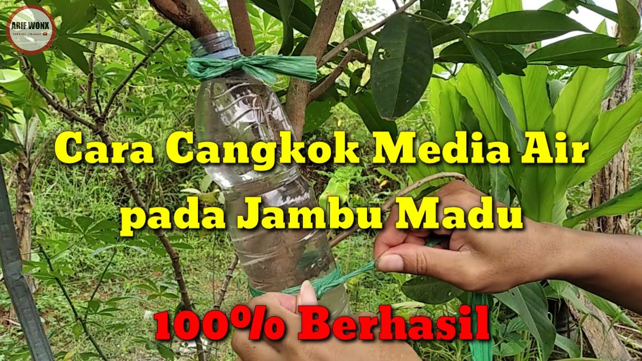 Cara Cangkok Media Air pada Jambu Madu | Cara Cangkok Jambu Madu media Air 100% Berhasil
