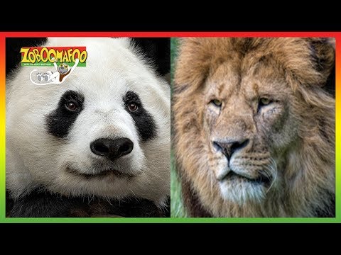 🐵 Zoboomafoo | Season 1 Episode 1-5 Compilation | Animals for Kids 🐵