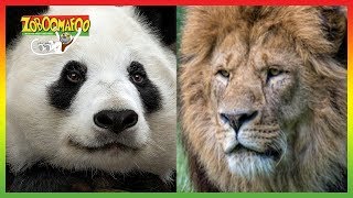 Zoboomafoo | Season 1 Episode 15 Compilation | Animals for Kids