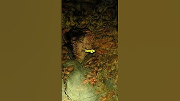 how Spores work in The Last of us 2!