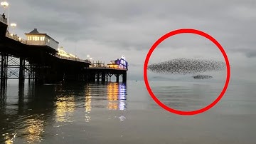 Mesmerising footage of starling murmuration in Brighton UK