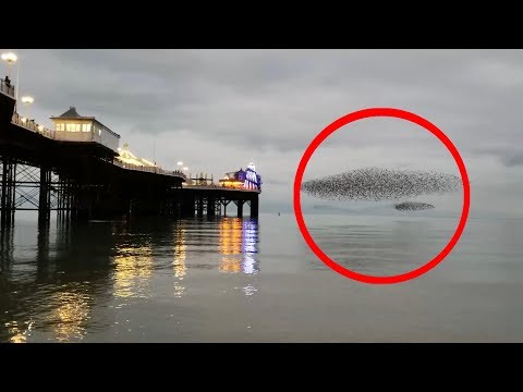 Mesmerising footage of starling murmuration in Brighton UK