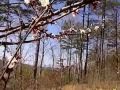 Coming Out of Winter Apricot Blossoms on March 3rd