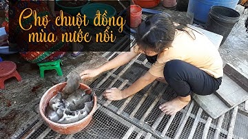 Nhộn nhịp chợ chuột đồng miền Tây mùa nước nổi