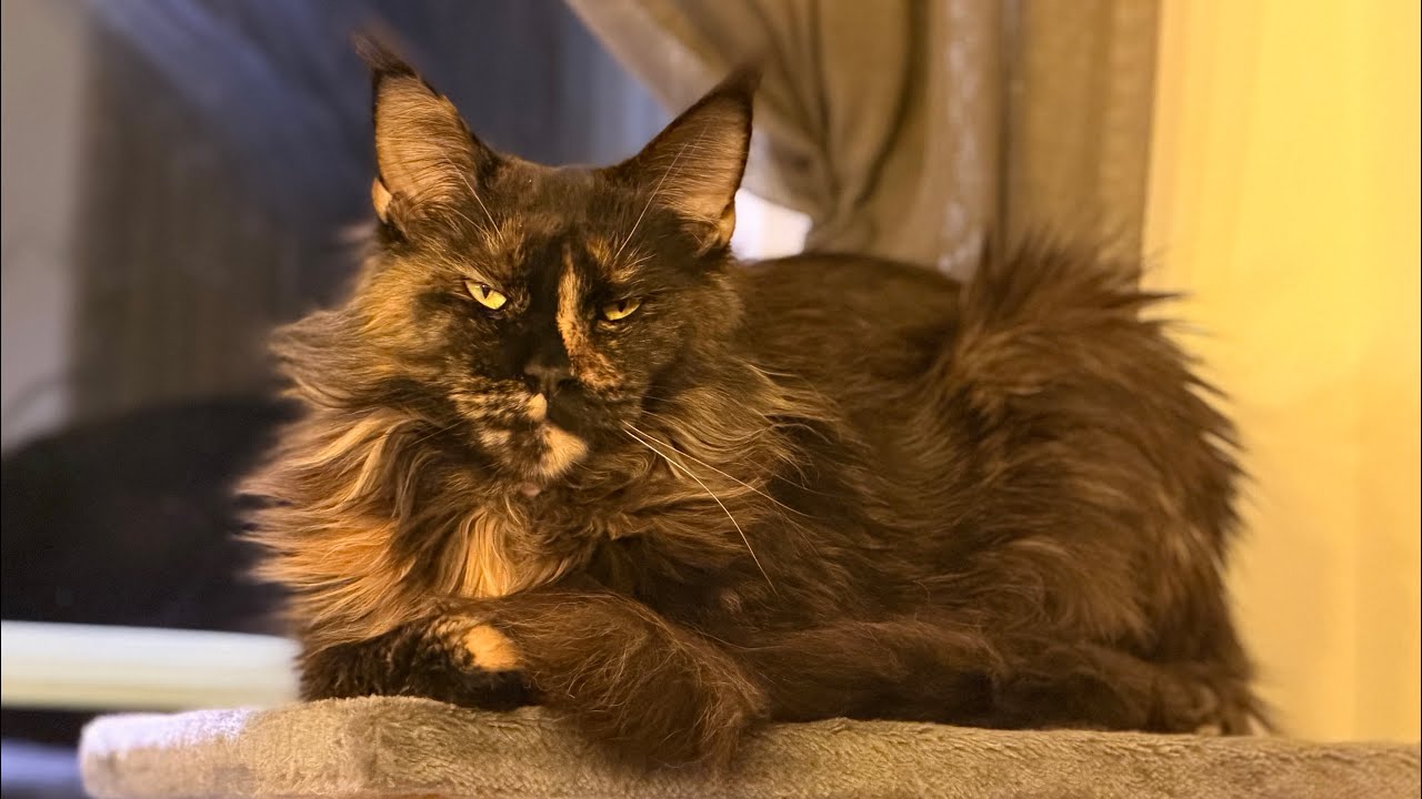 Living in the soft life 🇸🇪 Nala Swedish Cat [ Maine coon ] 