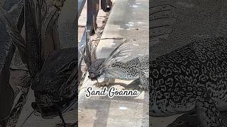 Sand goanna #fyp #youtubeshorts #wildlife #animals #sandgoanna #lizard