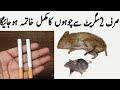 Quick rat killer  rat killer  best rat killer  rat killer by lahore chaskay with abida